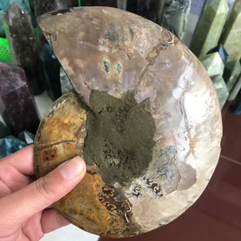 Lielo izmēru madagaskara fosilijas gaismu atstarojoša ammonite dabīgo akmeņu un minerālu paraugu skaista Ziemassvētku dāvana