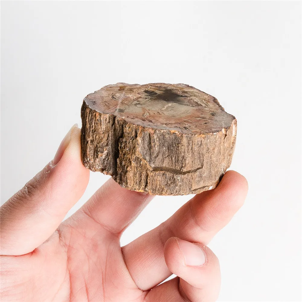 1gb Dabīgā Koka Fosilā Mājas Apdare Koka un Akmens Paraugu Izglītības Kolekcija Akmeņiem